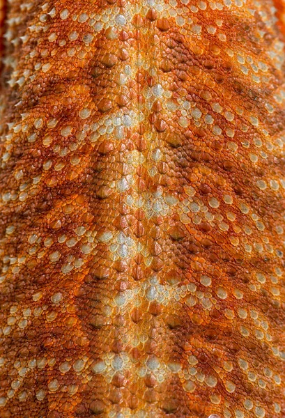 Details Macro Reptile Scales Pogona Agame Barbu — Photo