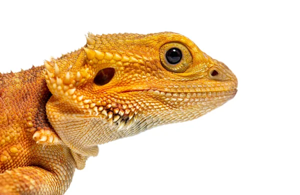 Close Pogona Head Agame Barbu Isolated White — 스톡 사진