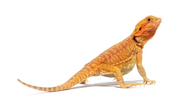 Back View Pogona Looking Agame Barbu Isolated White — Stock Photo, Image