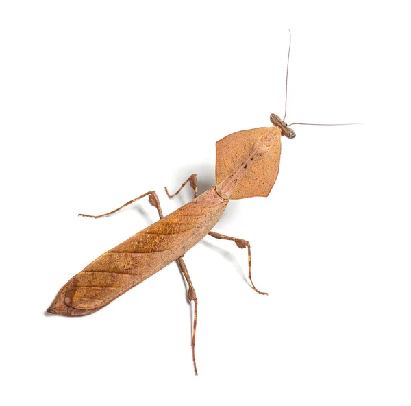 High View Deroplatys Truncata Dead Leaf Mantis Species Isolated White — ストック写真