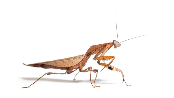 Side View Deroplatys Truncata Dead Leaf Mantis Species Isolated White — Stok fotoğraf