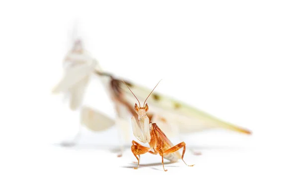 Αρσενικό Και Θηλυκό Orchid Mantis Περπάτημα Λουλούδι Mantis Ζευγάρωμα Hymenopus — Φωτογραφία Αρχείου