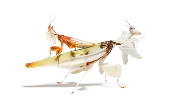 Αρσενικό Και Θηλυκό Orchid Mantis Περπάτημα Λουλούδι Mantis Ζευγάρωμα Hymenopus — Φωτογραφία Αρχείου