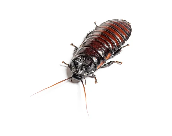 Madagascar Hissing Cockroach Gromphadorhina Portentosa Isolated White — Zdjęcie stockowe