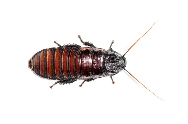 High View Madagascar Hissing Cockroach Gromphadorhina Portentosa Isolated White — Zdjęcie stockowe