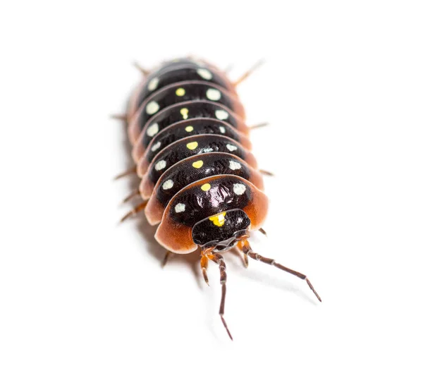 Woodlouse Armadillidium Klugii Isolated White – stockfoto