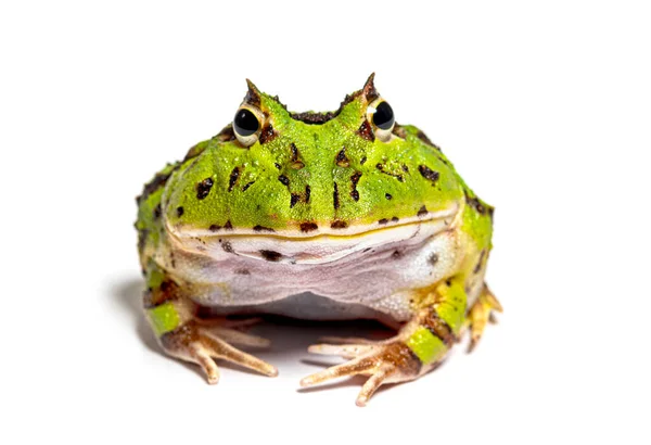 Facing Argentine Horned Frog Ceratophrys Ornata Isolated White — Fotografia de Stock