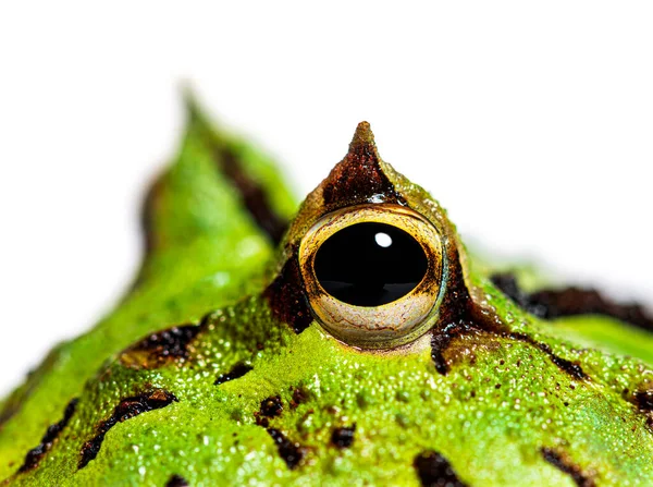 Detail Argentine Horned Frog Eye Ceratophrys Ornata Isolated White — Fotografia de Stock