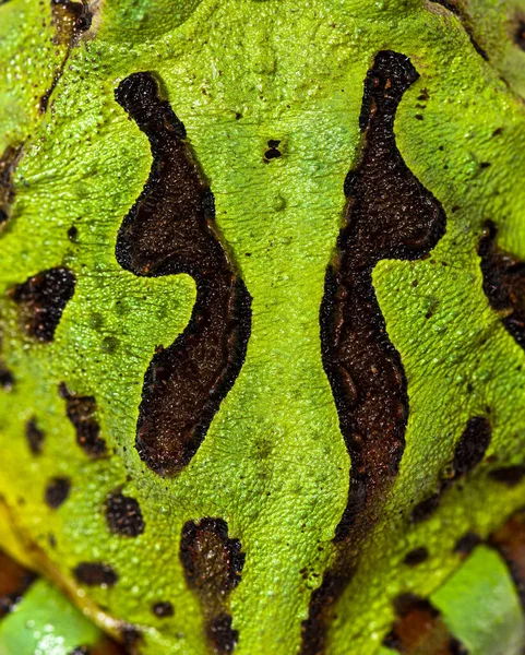 Detail Argentine Horned Frog Skin Ceratophrys Ornata Isolated White — Stock Photo, Image