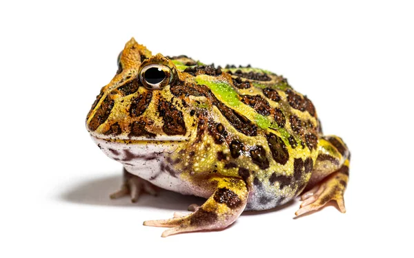 Side View Cranwell Horned Frog Ceratophrys Cranwelli Isolated White — Stockfoto