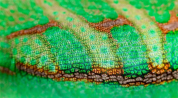 Macro Detail Veiled Chameleon Skin Scales Chamaeleo Calyptratus — Stock Photo, Image