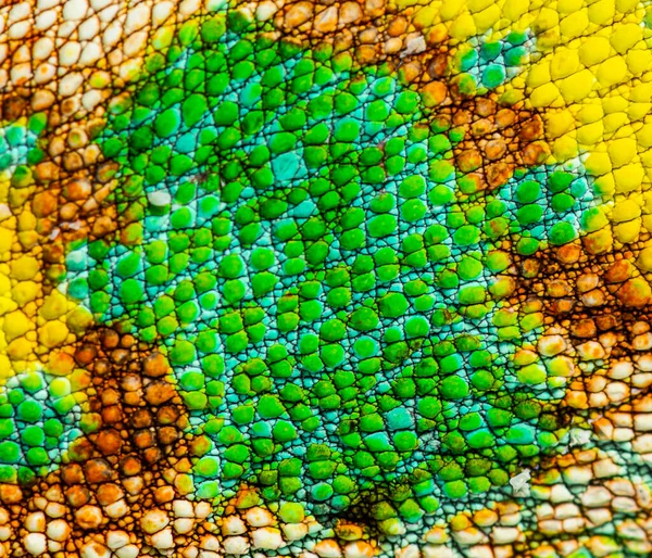 Macro Detail Veiled Chameleon Skin Scales Chamaeleo Calyptratus — 图库照片