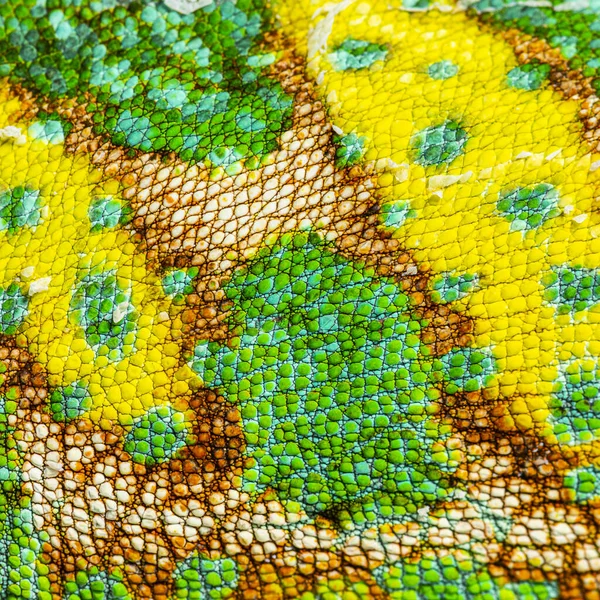 Macro Detail Veiled Chameleon Skin Scales Chamaeleo Calyptratus —  Fotos de Stock