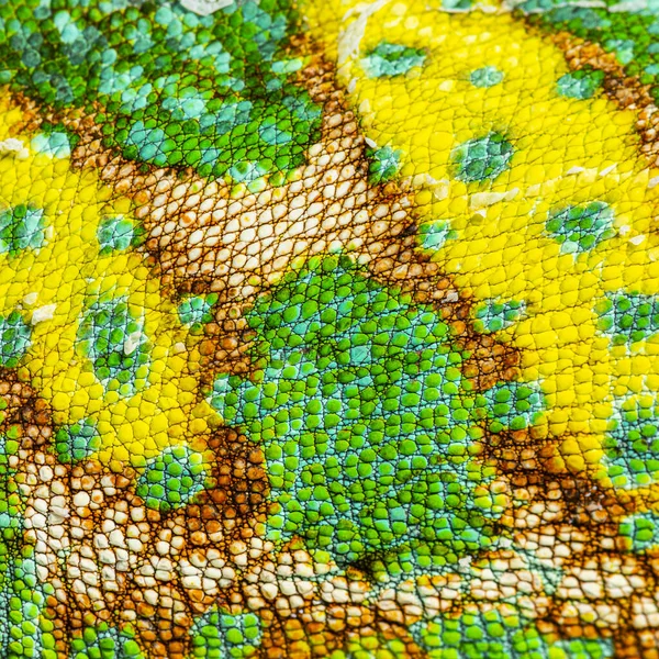 Macro Detail Veiled Chameleon Skin Scales Chamaeleo Calyptratus — Stock Photo, Image