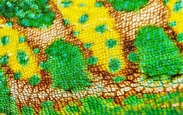 Macro Detail Veiled Chameleon Skin Scales Chamaeleo Calyptratus — Photo