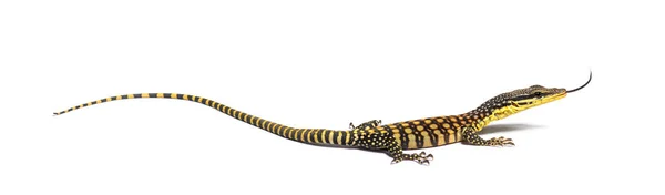 Kimberley Rock Monitor Sniffing Its Tongue Varanus Glauerti Isoltaed White — Zdjęcie stockowe