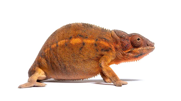 Side View Panther Chameleon Furcifer Pardalis Isolated White — Stock Fotó