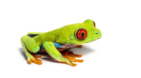 Side View Red Eyed Tree Frog Agalychnis Callidryas Isolated White — Stockfoto