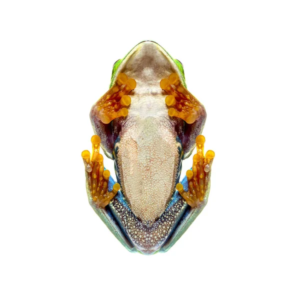 Bottom View Red Eyed Tree Frog Agalychnis Callidryas Isolated White — Stock fotografie