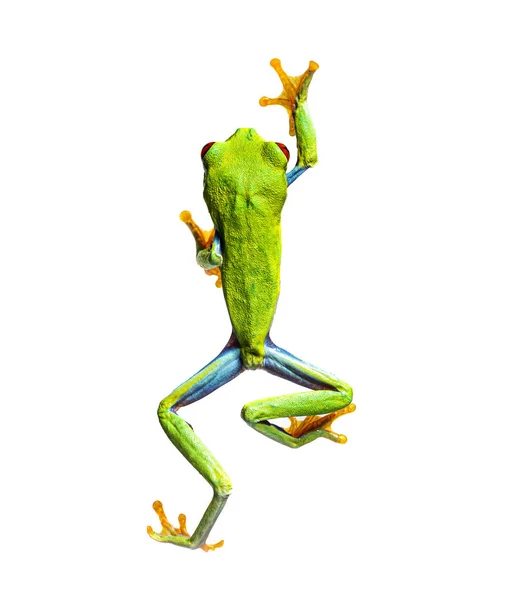 High View Red Eyed Tree Frog Walking Agalychnis Callidryas Isolated — Stockfoto