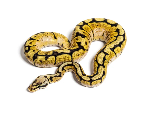 Bumblebee Python Regius Isolated White — Fotografia de Stock