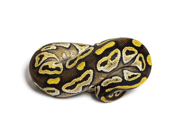 Pastel Avc Ball Python Python Regius Isolated White — Photo