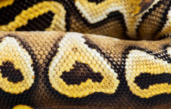 Macro Pastel Avc Ball Python Scales Python Regius Isolated White — Stok fotoğraf