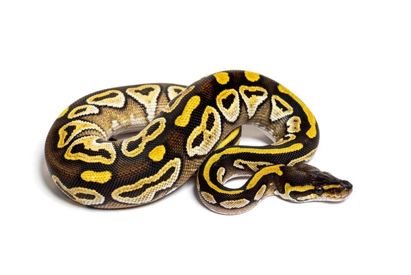 Pastel Avc Ball Python Python Regius Απομονωμένο Λευκό Χρώμα — Φωτογραφία Αρχείου