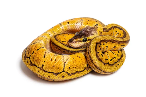 Close Lemon Blast Ball Python Scales — Stockfoto