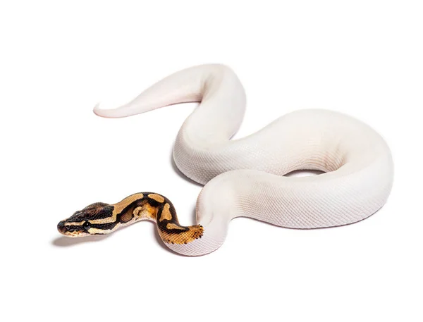 Piebald High White Ball Python Python Regius Isolated White — Stockfoto