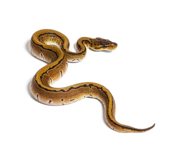 Pinstripe Ball Python Python Regius Isolated White — Foto Stock