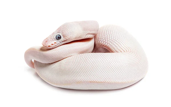 Blue Eyed Leucistic Python Regius Isolated White — 스톡 사진