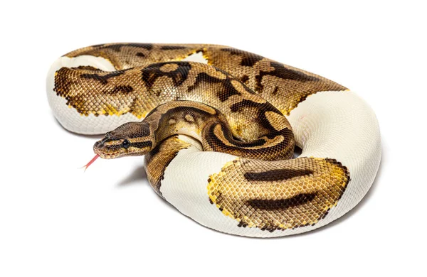 Piebald Python Regius Που Μυρίζει Γλώσσα Του Απομονωμένο Λευκό — Φωτογραφία Αρχείου