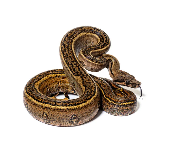 Black Stripe Boa Constrictor Sticking Tongue Out Isolated White — 图库照片