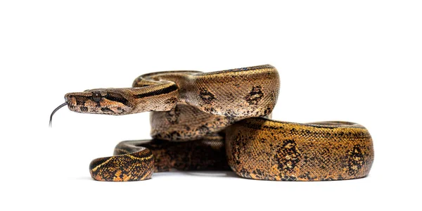 Black Stripe Boa Constrictor Sticking Tongue Out Isolated White — Stockfoto