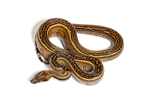 Black Stripe Boa Constrictor Isolated White — Stock Photo, Image