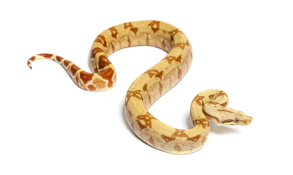 Vpi Sunglow Het Anery Boa Constrictor Isolated White — Stock fotografie