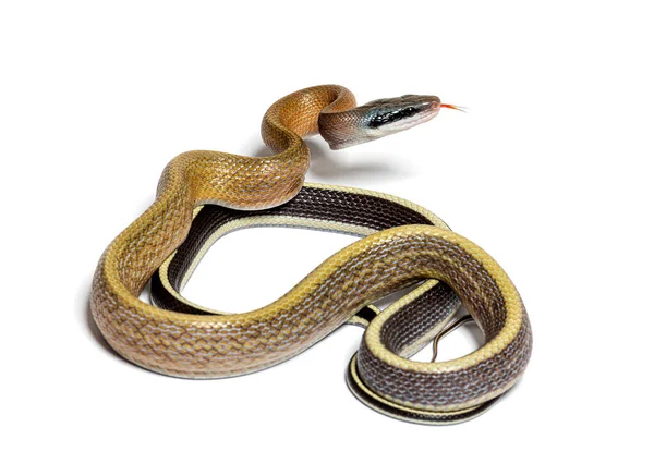 Beauty Rat Snake Tongue Out Orthriophis Taeniurus Ridleyi Isolated White — Zdjęcie stockowe