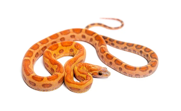 Pantherophis Guttatus Scaleless Isolated White — 스톡 사진