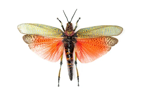 Grasshopper Spee Phymateus Saxosus Μαδαγασκάρη Θηλυκό Νεκρό Απομονωμένο Λευκό — Φωτογραφία Αρχείου