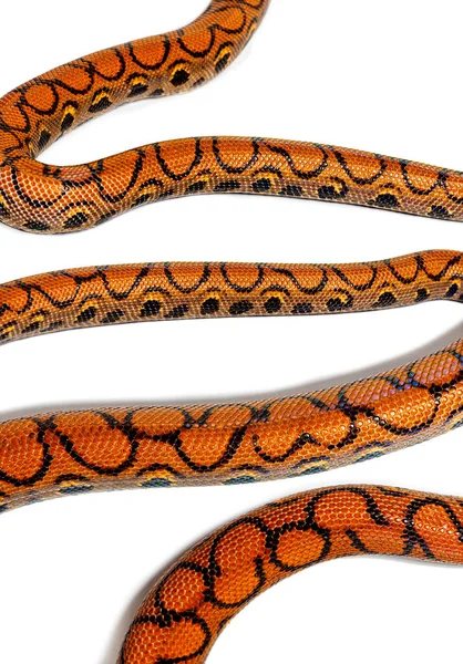 High View Rainbow Boa Snake Body Epicrates Cenchria Isolated White — Fotografia de Stock