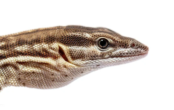 Head Shot Spiny Tailed Monitor Varanus Acanthurus Isolated White — Stock Photo, Image