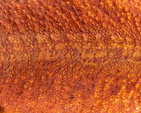 Macro View Pogona Super Extrem Red Super Transparent Scales Skin — Stock Fotó