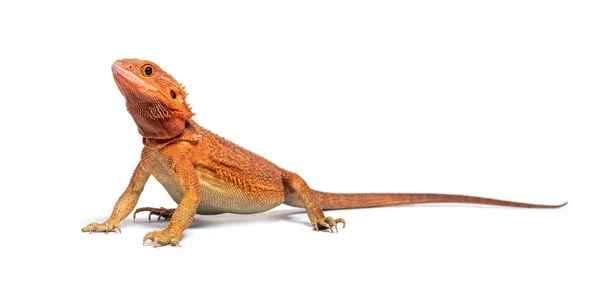 Pogona Super Red Super Transparent Standing Front Isolated White — стоковое фото