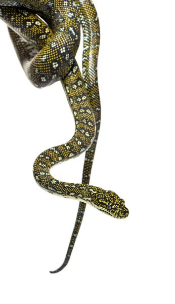 Diamond Python Snake Hanging Air Morelia Spilota Spilota Isolated White — ストック写真