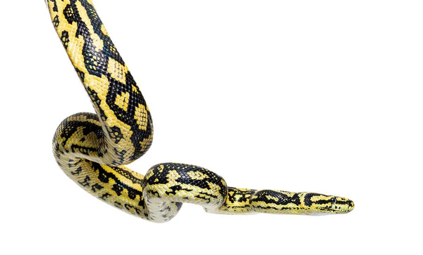 Snake Hanging Air Jungle Carpet Python Morelia Spilota Cheynei Isolated — Zdjęcie stockowe