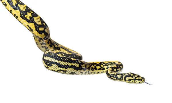 Змія Висить Повітрі Вибухає Язиком Килим Джунглів Пітон Морелія Спілота — стокове фото