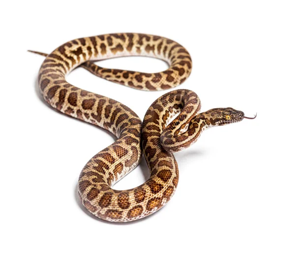 Children Python Antaresia Childreni Sniffing Tongue Out Isolated White — Fotografia de Stock