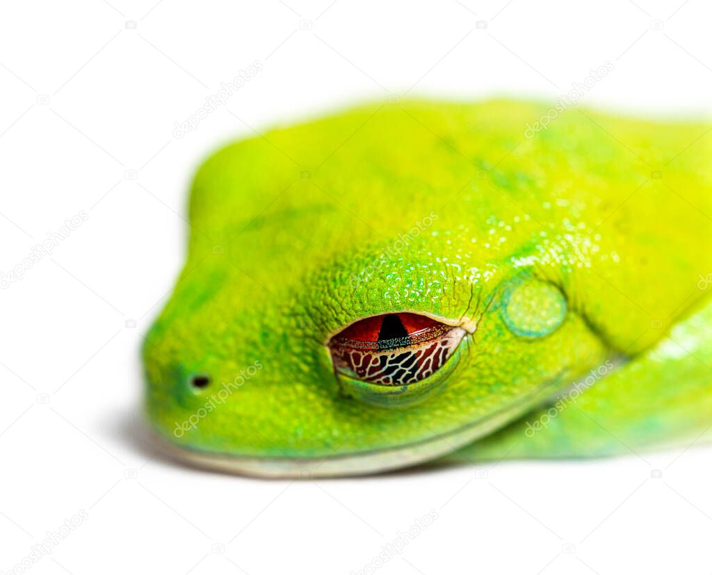 Red-eyed tree frog closing its eyes, Agalychnis callidryas
