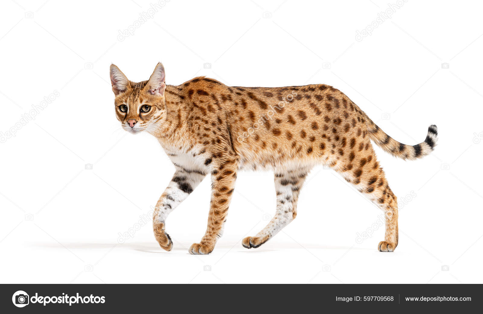 Profile Savannah Cat Walking Cross Serval Domestic Cat Isolated White